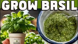 Grow & propagate BASIL. Everything you need to know plus an authentic recipe for pesto included