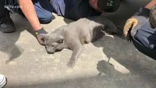 Cat gets stuck under owner's moving car