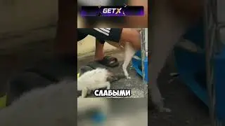 Спасение двух котят 🐈🐈 