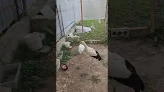 завтрак в вольере #брестскийаист #animalkingdom #спасениептиц #аист #брест
