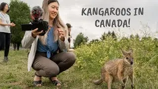 You Can See Kangaroos in Canada! | Kangaroo Creek Farm, BC, Canada