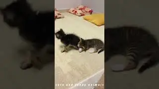 Funny ANIMALS Video 😂😍 Best Funny CATS AND DOGS 2024 😹🙈