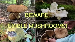 Beware, Edible Mushrooms! How They Can Unexpectedly Turn Poisonous