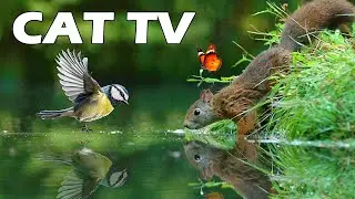 CAT TV 📺😻 Squirrel And Bird Play By The Lake On Sunny Noon 🐿🦜 Relaxing Bird Sound | Soothe Your Cat