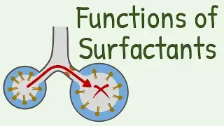 Functions of Surfactants in Alveoli