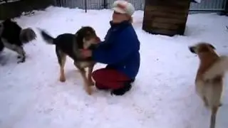 Hundsamarit - Serge - Adopterad