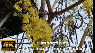 Cassia fistula tree in Thailand 