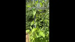 Planting Red Noodle Pole Beans