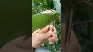 Кузнечик епт