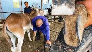 ASMR-Trimming the deformed donkey hoof-admirable master