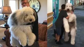 This Sheepadoodle Is The Fluffiest Therapy Dog Around