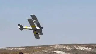 Tiger moth display