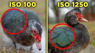 why ISO 100 is the worst advice ever