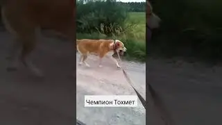 Рабочий вес 80 кг