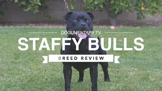 STAFFORDSHIRE BULL TERRIER BREED REVIEW