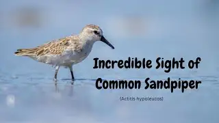 Amazing Common Sandpiper Moments Captured in Stunning Detail