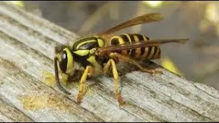 Safely get rid of yellow jackets , wasps and hornets