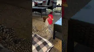 Poultry Gone Wild ! Not On My Porch ! #chicken #porchtime #farmlife