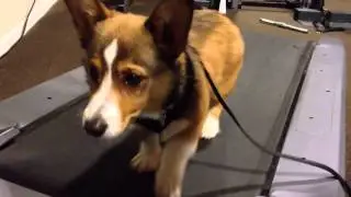 Bandit the Corgi vs Treadmill FAIL