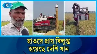 হাইব্রিড ধানের দখলে হাওর, অস্তিত্ব নেই বোরোর |  Sunamganj | Rtv News