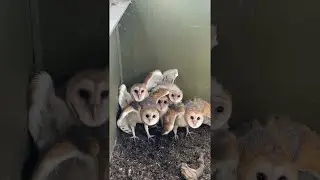 Baby Barn Owls Stick Together || ViralHog