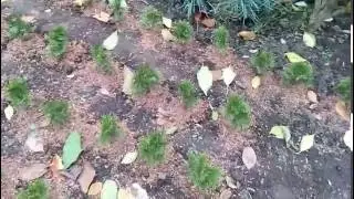 Утепляем саженцы туи на зиму!