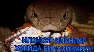 Хайвонот Олами Хакида Энг Улкан Захарли Илон 