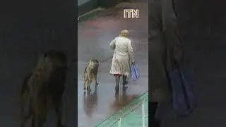 Woman Risks Life to Save Dog During Missile Attack - Yugoslav Wars Footage (1991)