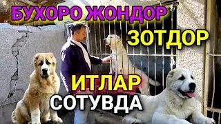 SOTILADI/ALABAY ITLAR/BUXORO JONDOR/JONDOR UZ