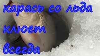 How to catch carp from the ice in March