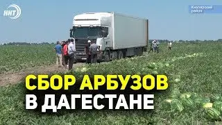 Сбор арбузов в Дагестане