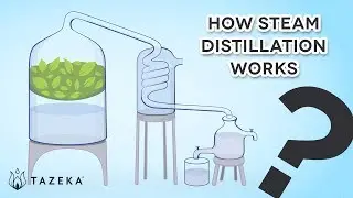 How Steam Distillation Works