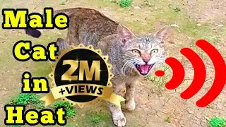 Male cat calling female | Male Cat in heat sounds| Male Cat sound | Male Cat Voice|cat mating sound