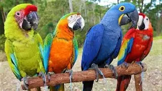 8 Most Beautiful Macaws on Planet  Earth