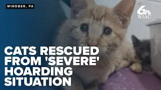 Rescue operation frees dozens of cats from severe neglect in Windber, officials say