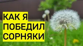 как я победил сорняки у себя на участке, в том числе 100 процентный способ избавиться от пырея