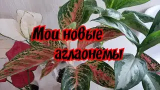 Мои новые аглаонемы