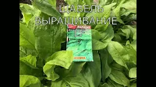 Щавель. Посев и выращивание. Что нужно знать + рецепт из щавеля.Видео обзор.