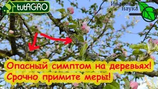 ОЧЕНЬ ОПАСНЫЙ СИМПТОМ НА САДОВЫХ ДЕРЕВЬЯХ! Немедленно примите меры, если заметили такое в саду.