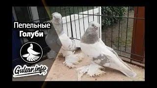 ПЕПЕЛЬНЫЕ  ДВУХЧУБЫЕ ГОЛУБИ / PIGEONS / TAUBE 