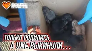 Только родились, а их уже выкинули… | 7 щенков в коробке