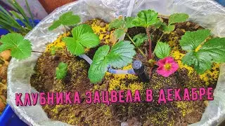 Ты любишь Земляничку? А я люблю клубничку:)