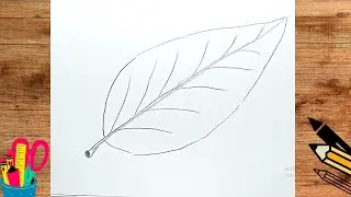 How To Draw A Mango Leaf