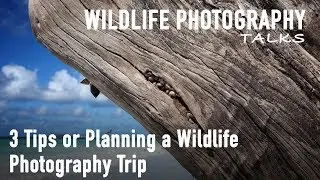 3 Tips for Planning Wildlife Photography Holidays and Travel