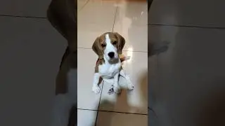 Cute Beagle Puppy Video - 4 Month-old Beagle Female Puppy #cutepuppy #furbaby #beaglepuppy #doglover