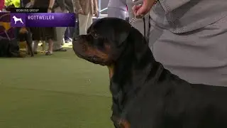 Rottweilers | Breed Judging 2023