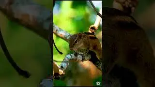 Poas Squirrel - Costa Rica - 8K (60FPS) ULTRA HD #wildlife #animals #tiger