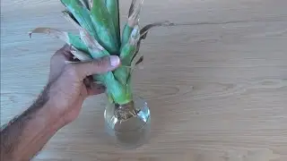 how to plant and grow the pineapple at home