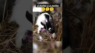 A mother is a mother ♥️ #rabbit #rabbitgivingbirth #birthvlog #shorts