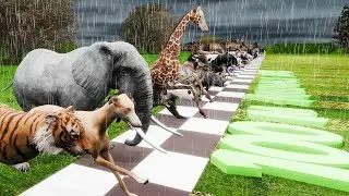 Rainy Day Animal Race: 44 Competitors & Newcomer Greyhound!